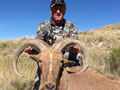 Aoudad