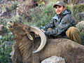 Aoudad