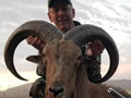 Aoudad