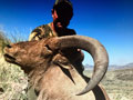 Aoudad