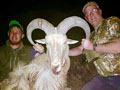 Aoudad