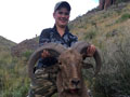 Aoudad