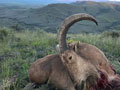 Aoudad