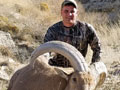 Aoudad