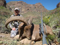 Aoudad