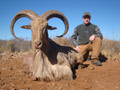 Aoudad