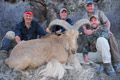 Aoudad