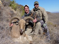 Aoudad