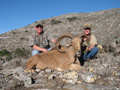 Aoudad