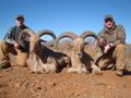 Aoudad