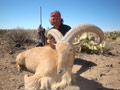 Aoudad