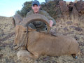 Aoudad