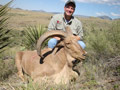 Aoudad