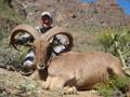 Aoudad