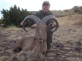 Aoudad