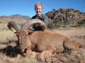 Aoudad