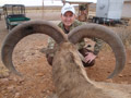 Aoudad