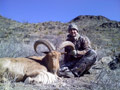 Aoudad