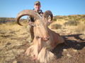 Aoudad