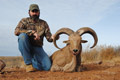 Aoudad