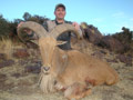 Aoudad