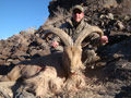 Aoudad