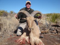 Aoudad