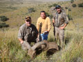 Aoudad