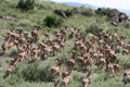 Aoudad