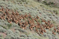 Aoudad