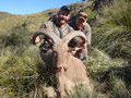 Aoudad