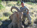 Aoudad