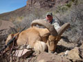 Aoudad