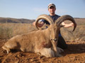 Aoudad