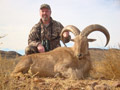 Aoudad