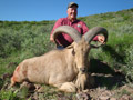 Aoudad