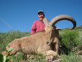 Aoudad