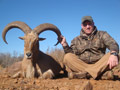 Aoudad