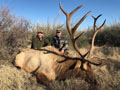 Texas Elk