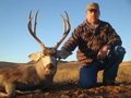 MGT Mule Deer