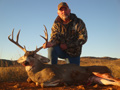 MGT Mule Deer