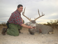 MGT Mule Deer