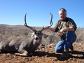 MGT Mule Deer