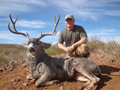 MGT Mule Deer