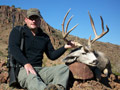 MGT Mule Deer