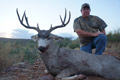 MGT Mule Deer