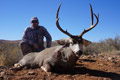 MGT Mule Deer