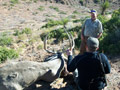 MGT Mule Deer