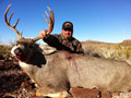 MGT Mule Deer