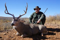 MGT Mule Deer